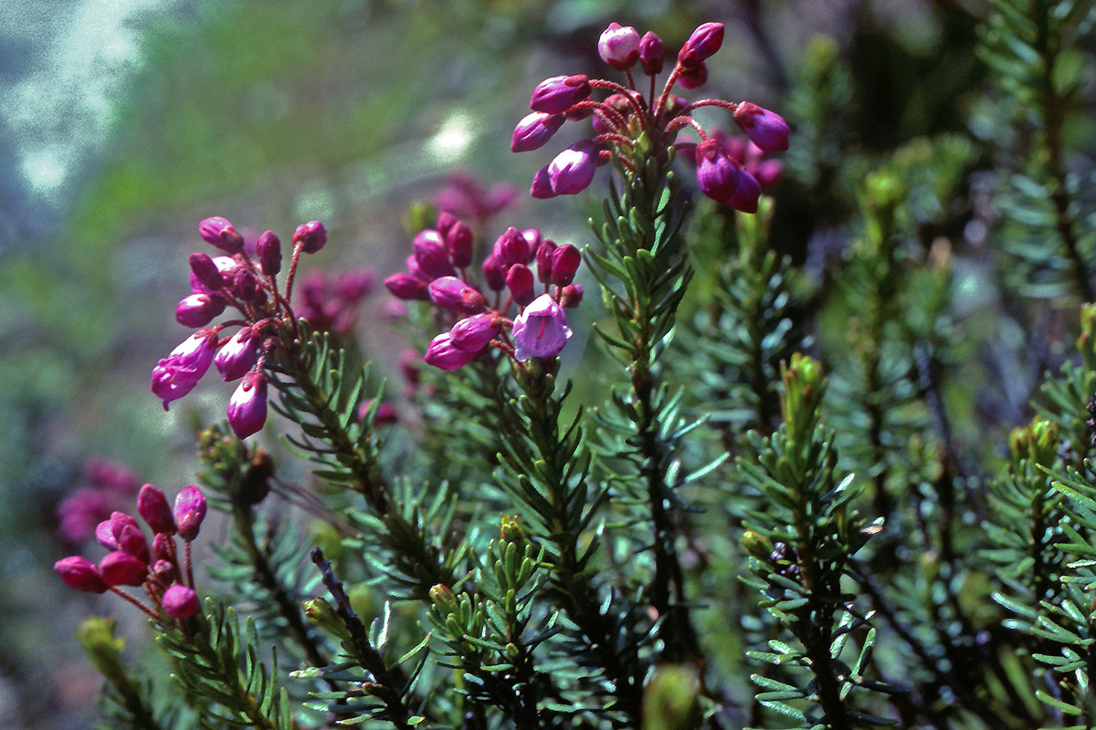 Ericaceae Phyllodoce empetriformis