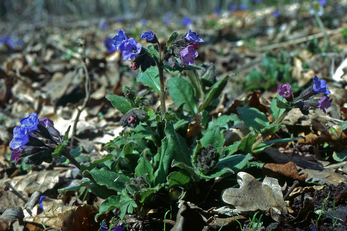Boraginaceae Pulmonaria obscura