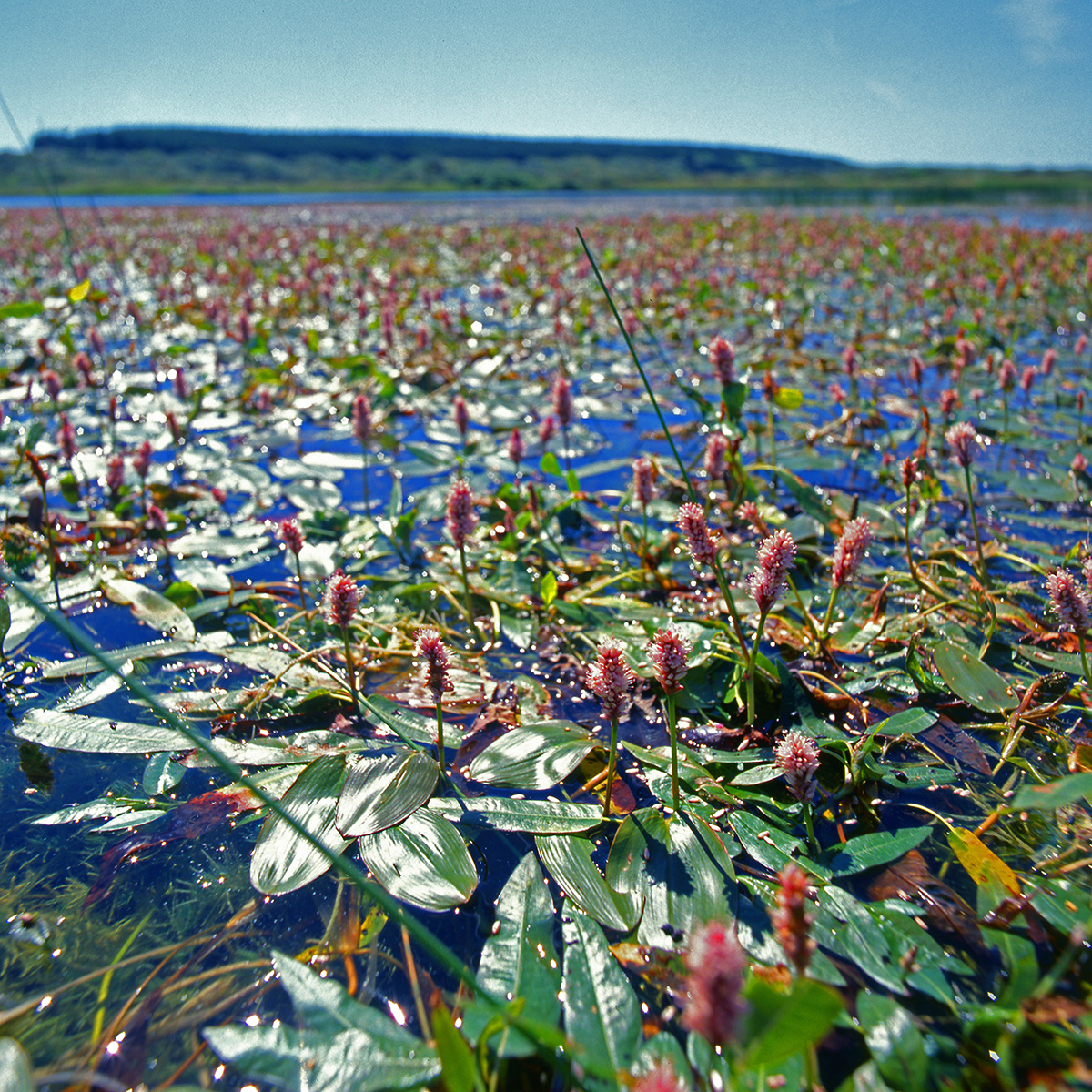 Polygonaceae Persicaria amphibia