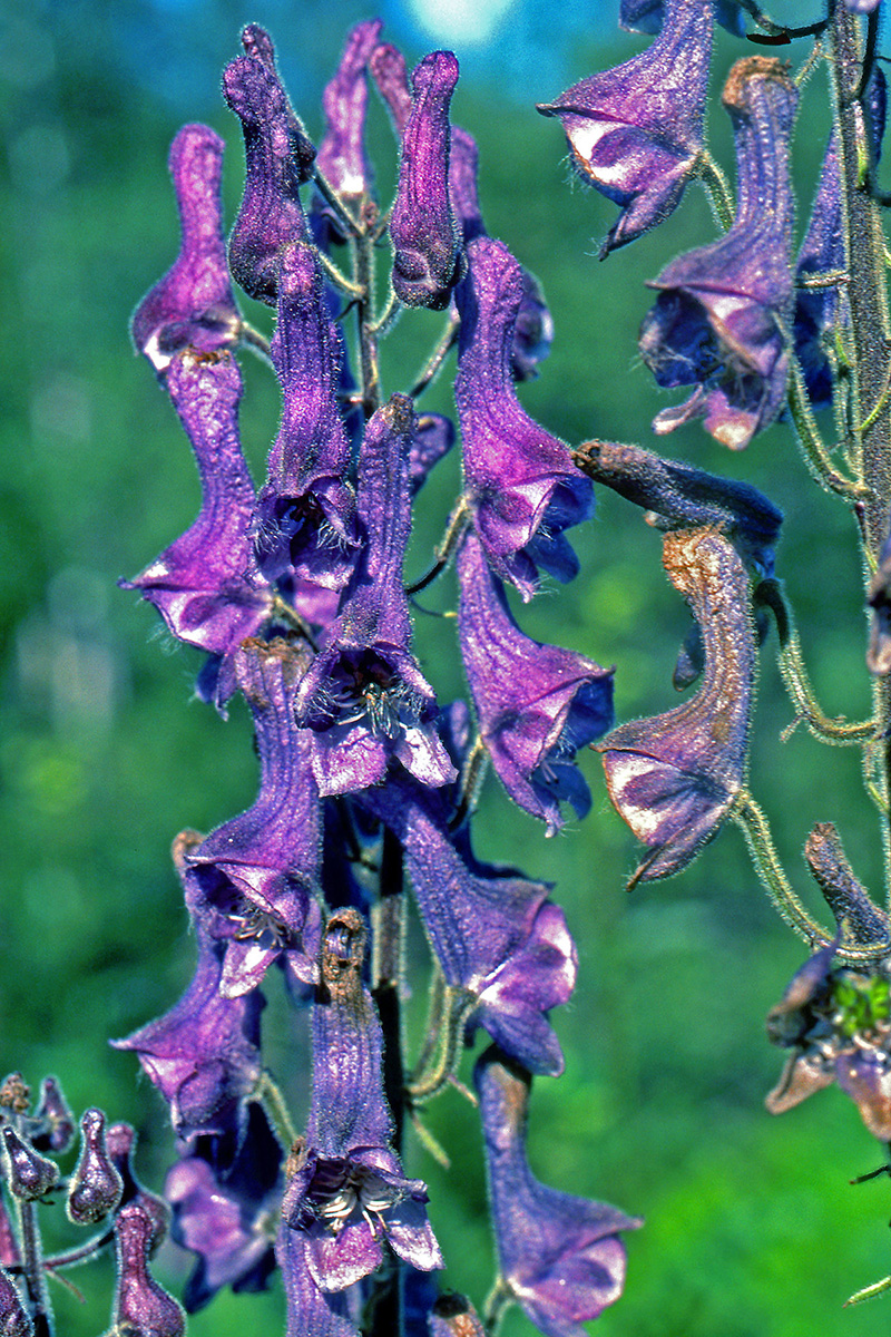 Ranunculaceae Aconitum septentrionale