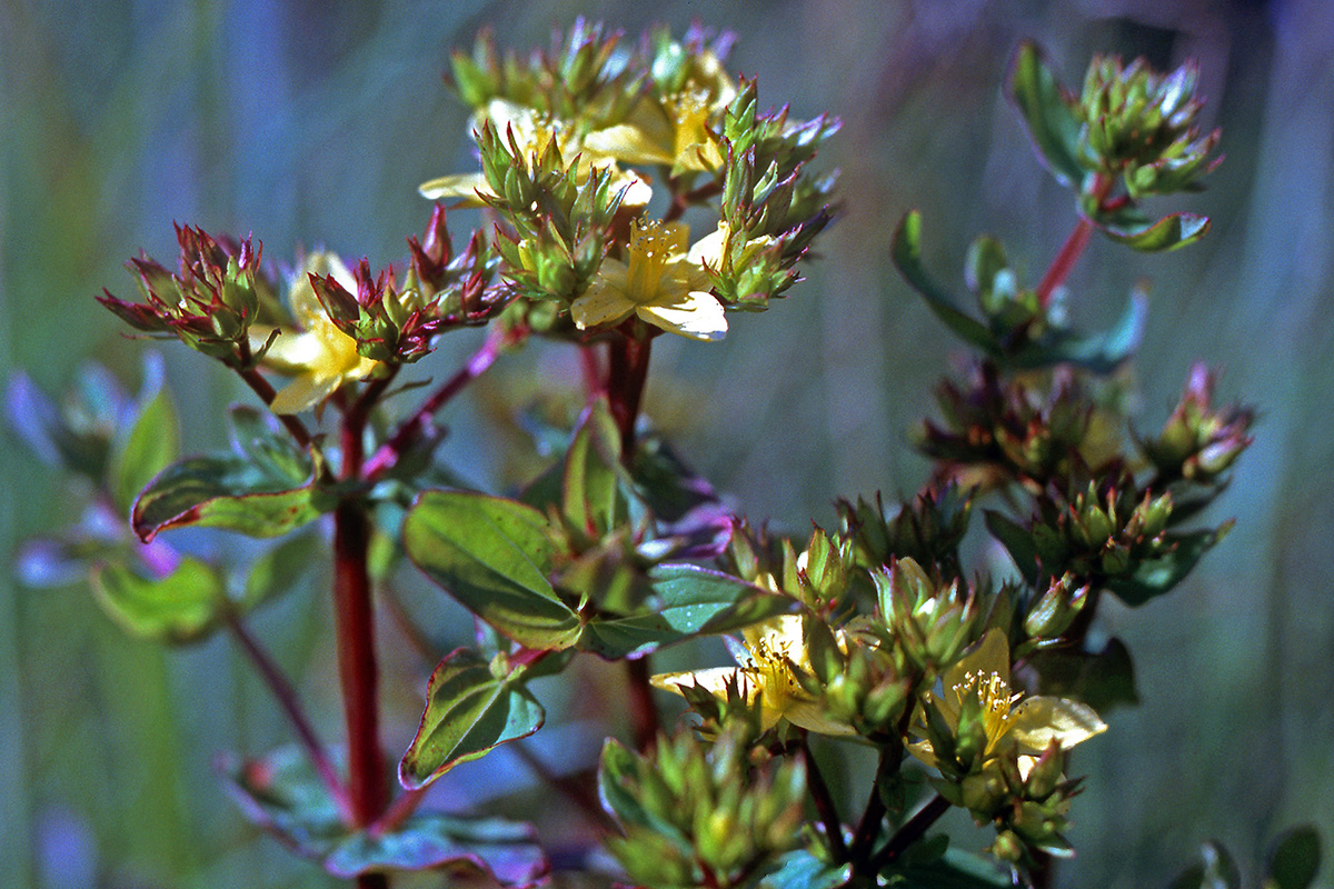 Hypericaceae Hypericum tetrapterum