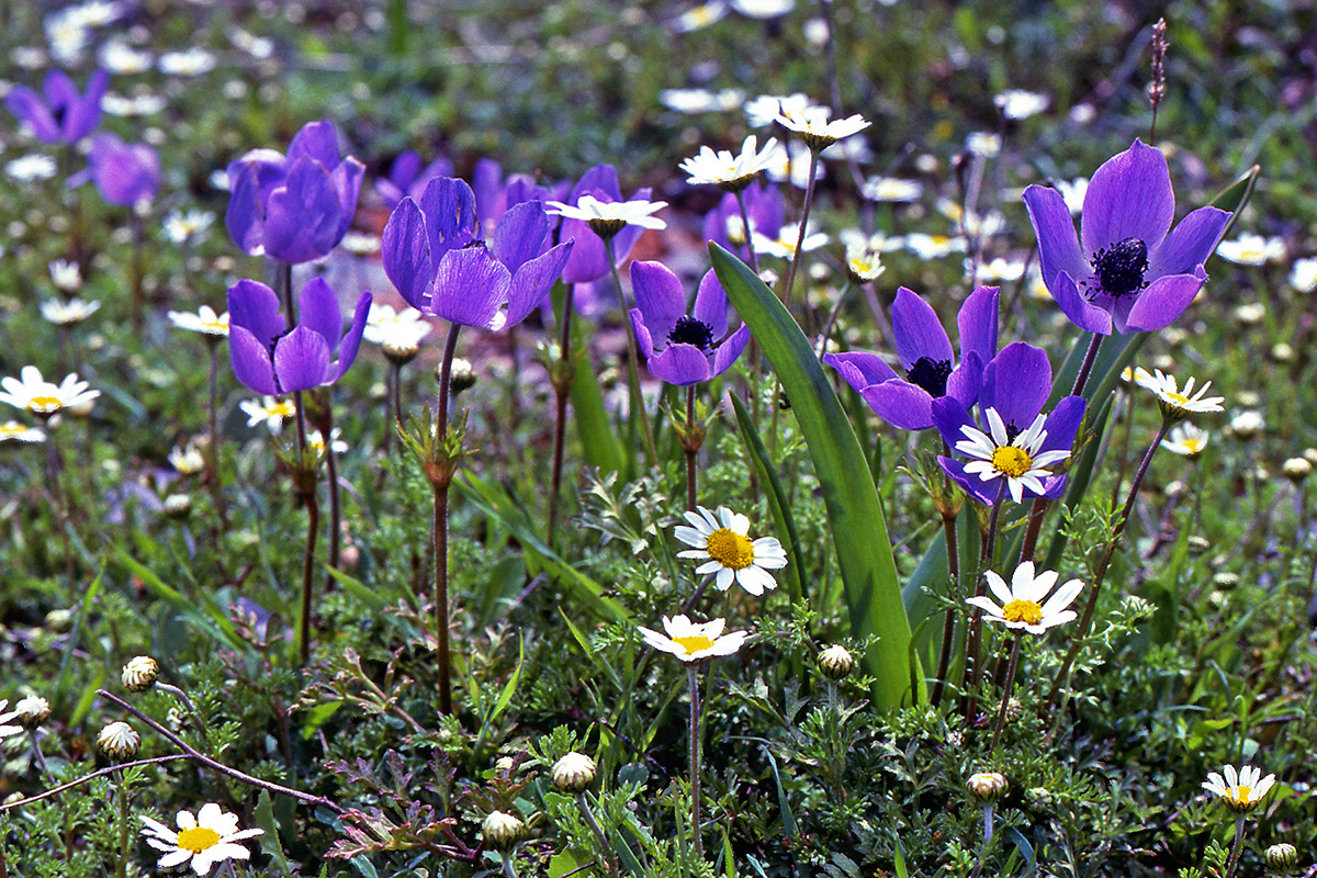 Ranunculaceae Anemone coronaria