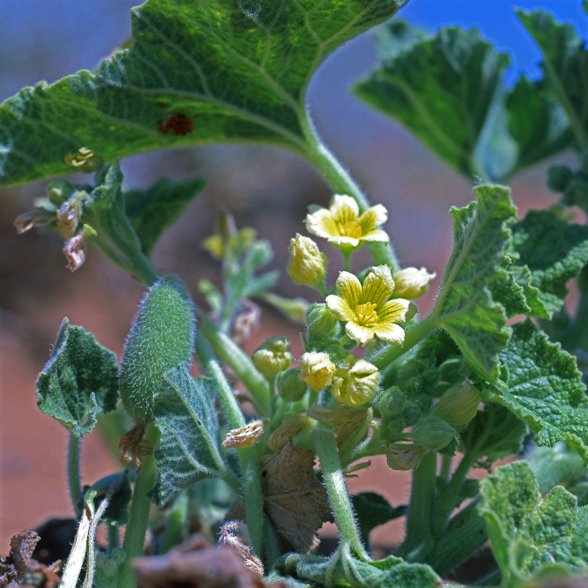 Cucurbitaceae Ecballium elaterium