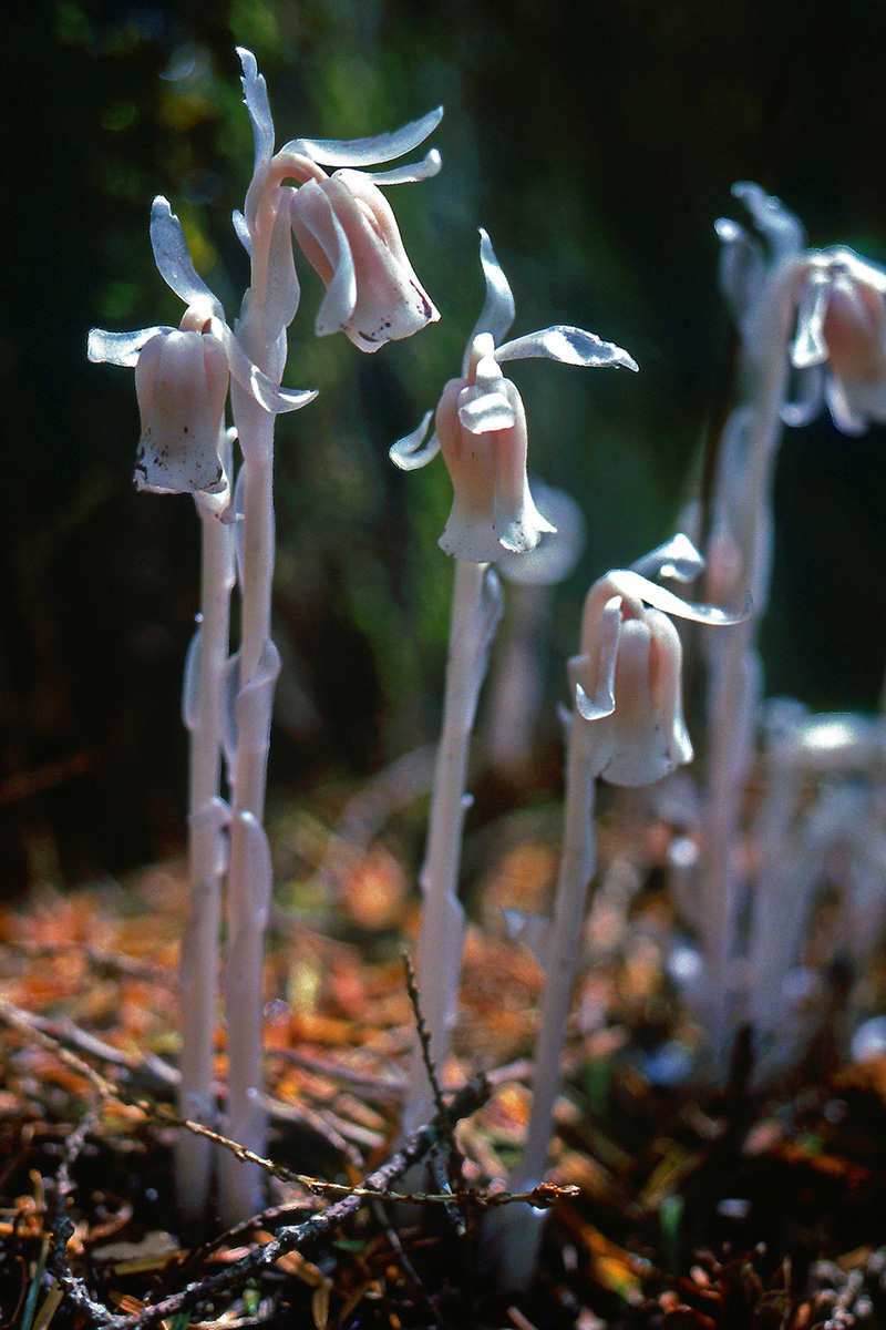 Ericaceae Monotropa uniflora
