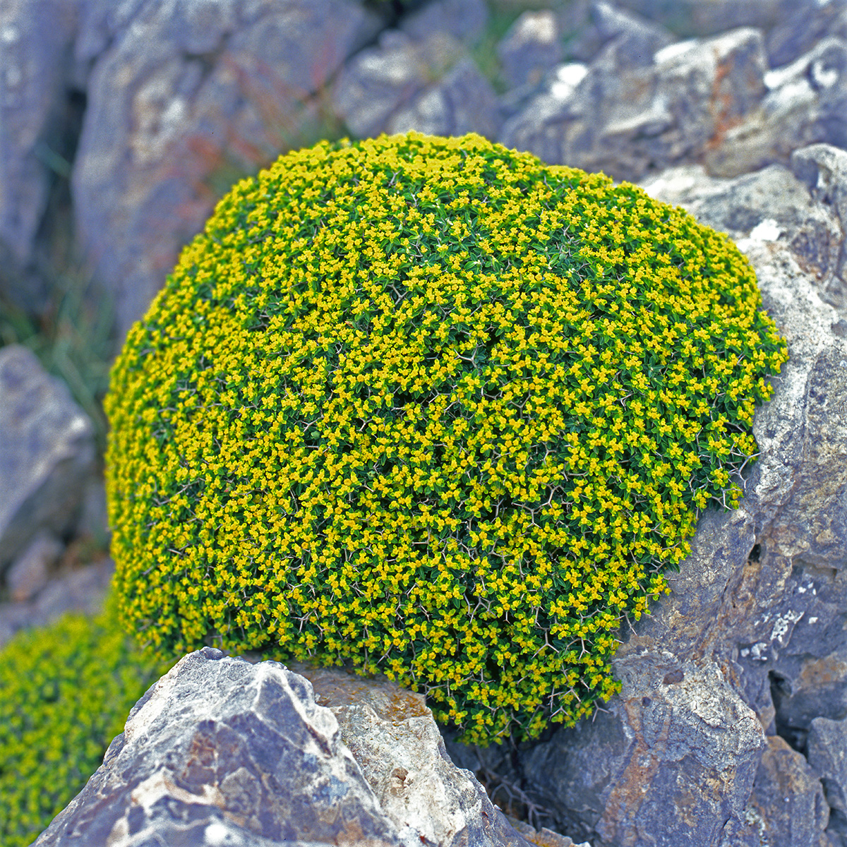 Euphorbiaceae Euphorbia acanthothamnos