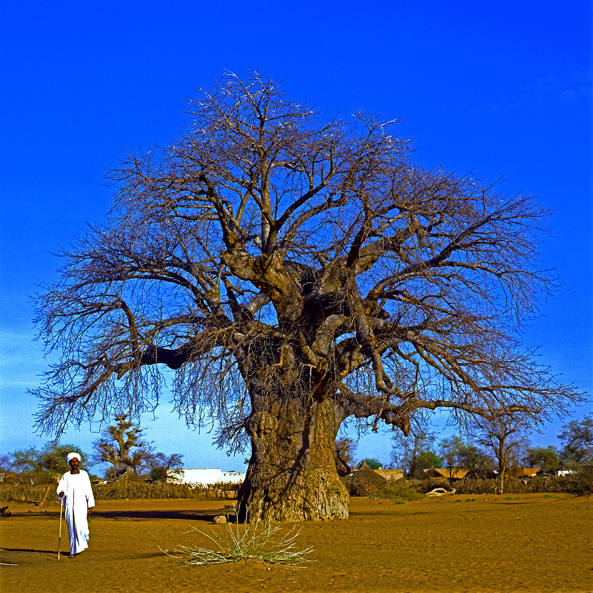 Bombacaceae Adansonia digitata