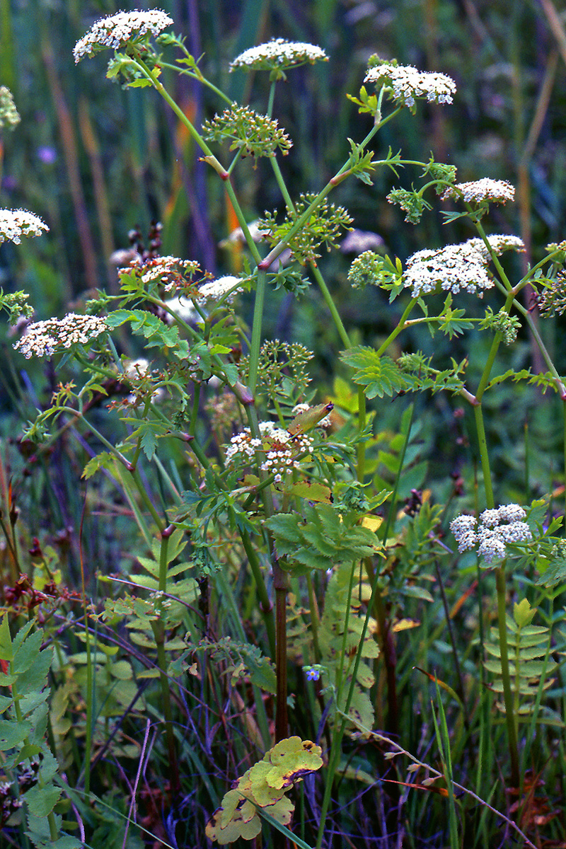Apiaceae Berula erecta