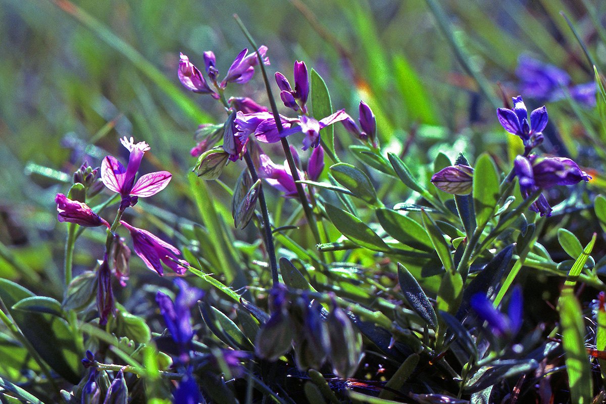 Polygalaceae Polygala vulgaris