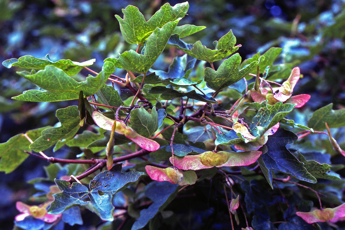 Aceraceae Acer campestre