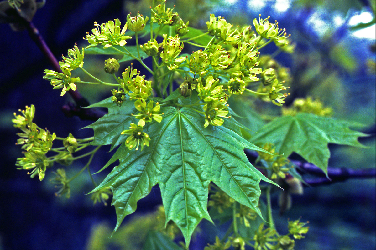 Aceraceae Acer platanoides