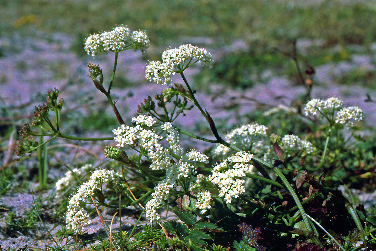 Apiaceae Pimpinella saxifraga