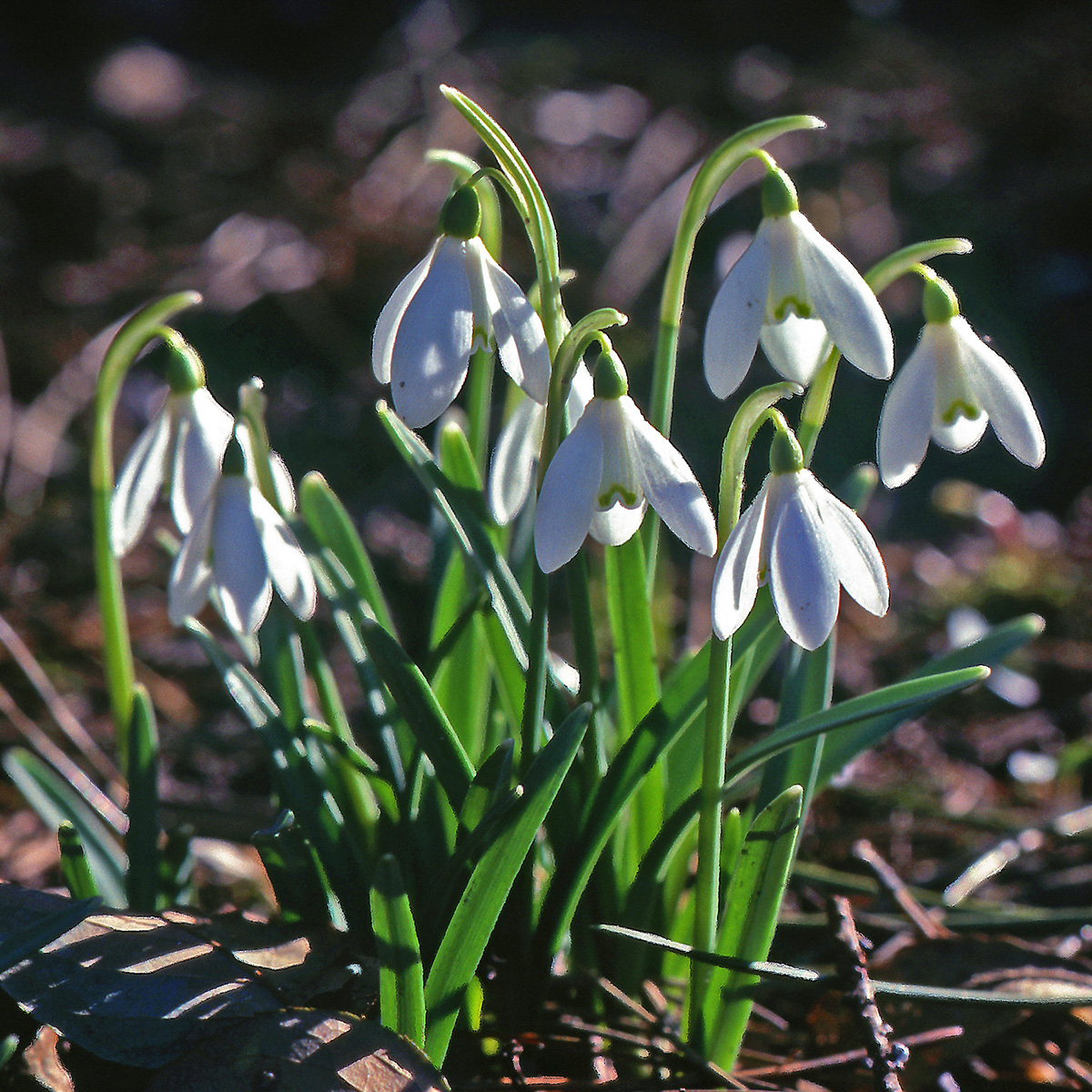 Amaryllidaceae Galanthus nivalis