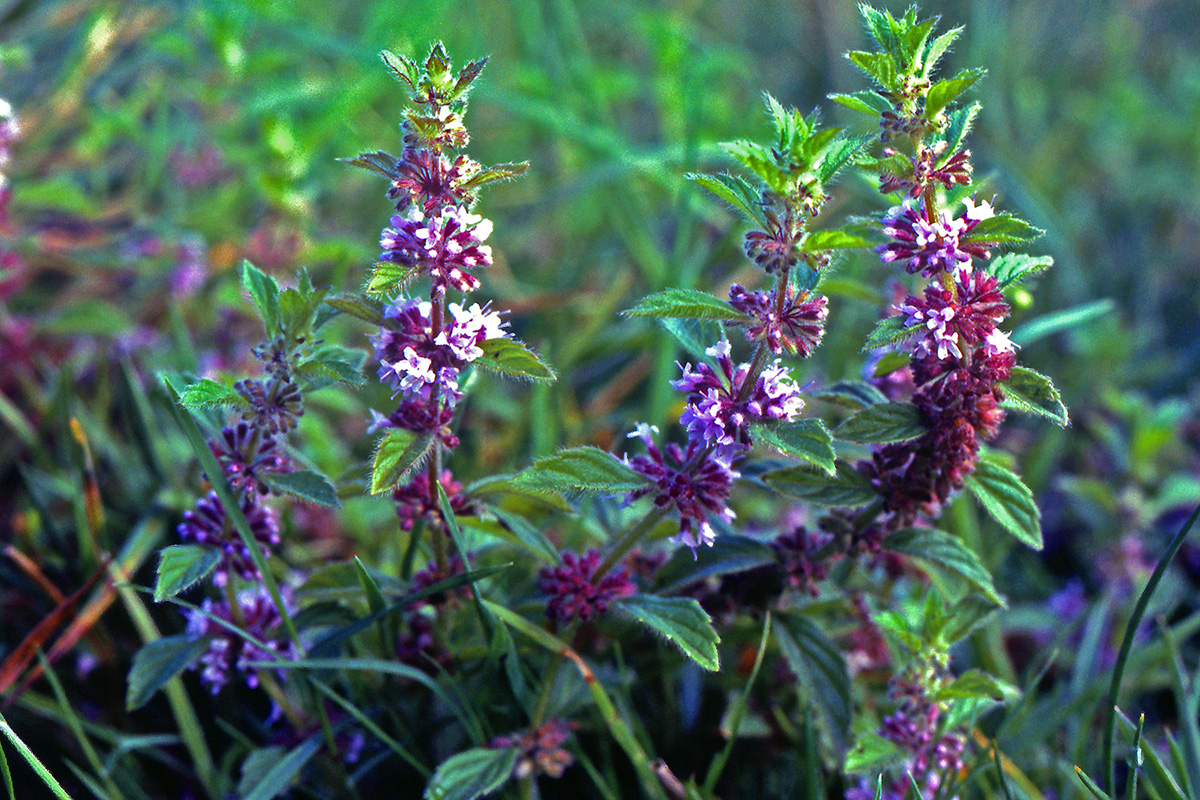 Lamiaceae Mentha arvensis