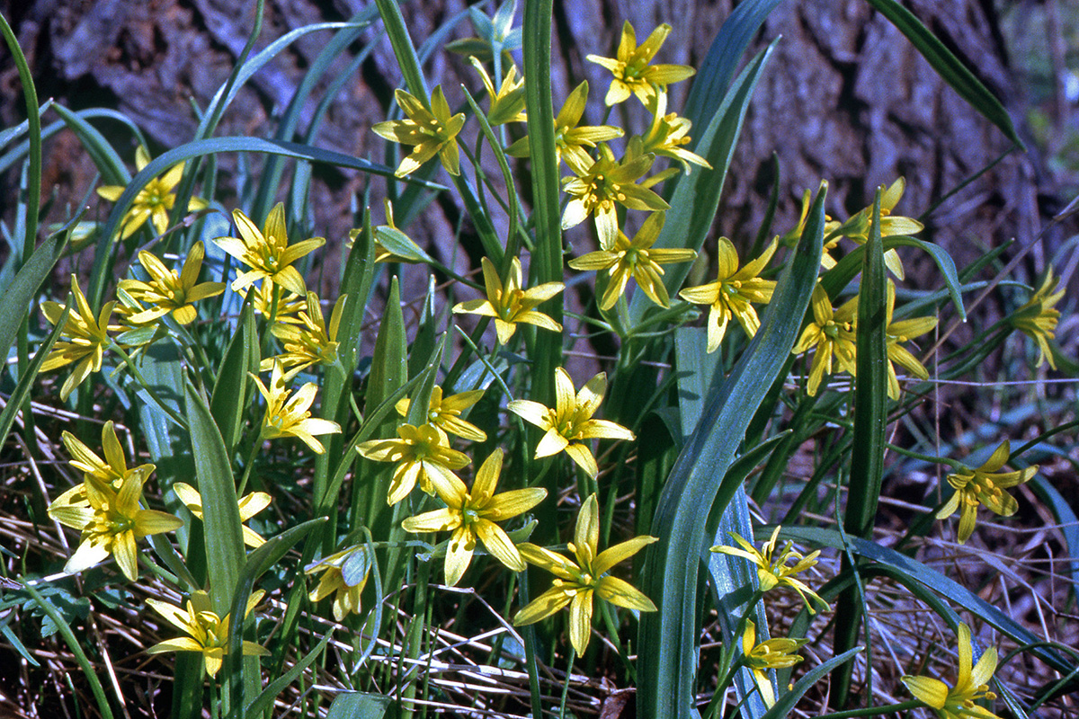 Liliaceae Gagea lutea