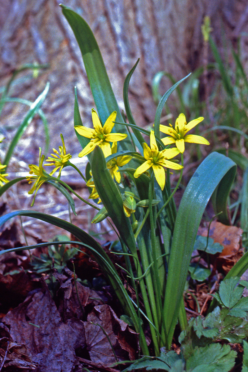 Liliaceae Gagea lutea