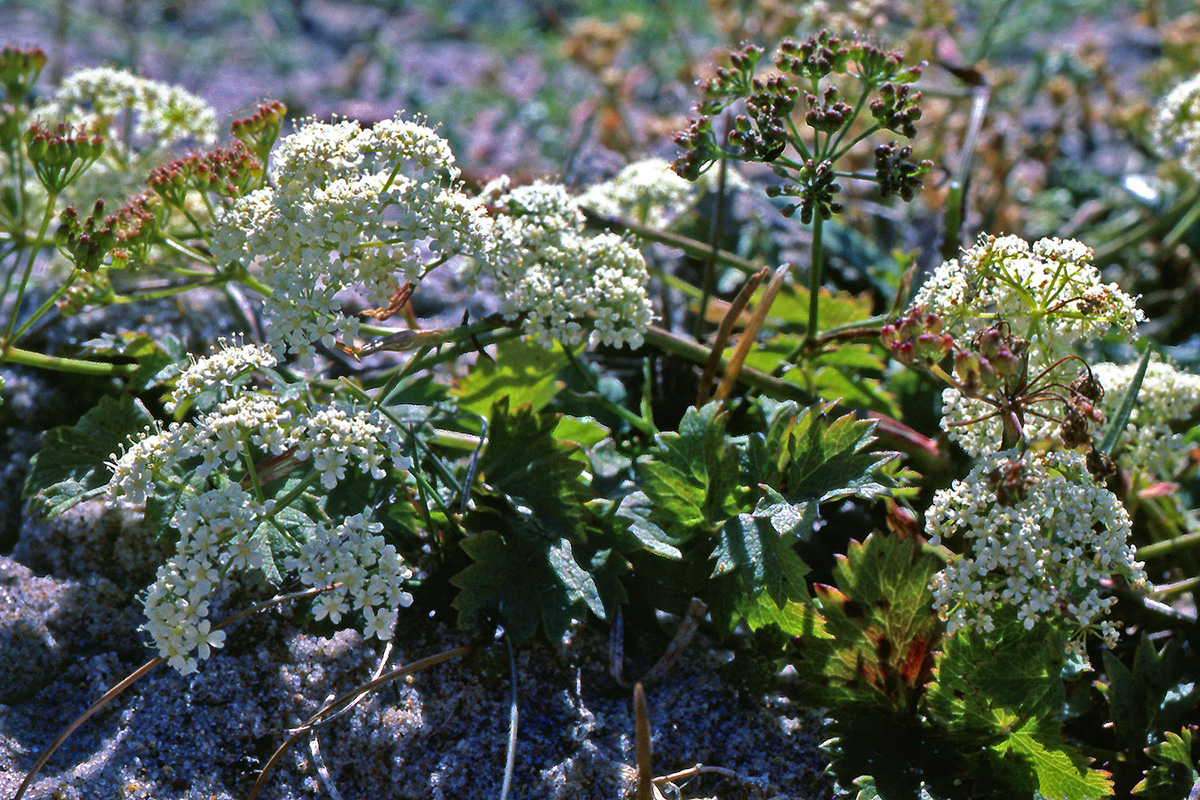 Apiaceae Pimpinella saxifraga