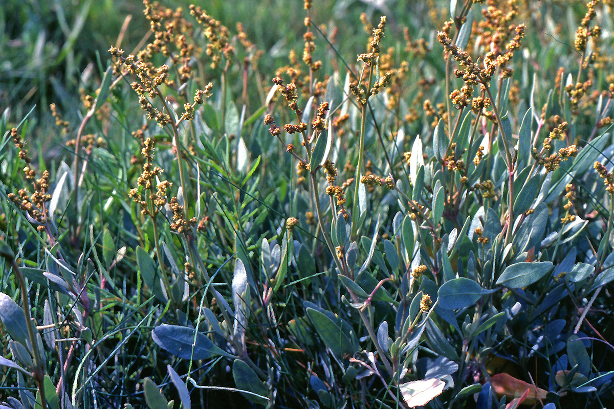 Amaranthaceae Atriplex portulacoides