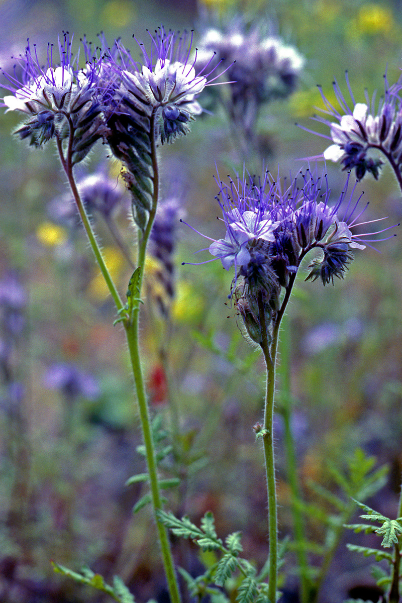 Hydrophyllaceae Phacelia tanacetifolia
