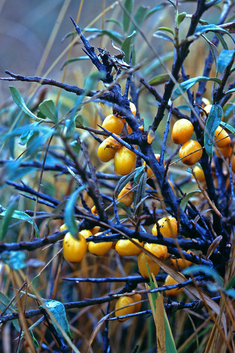 Elaeagnaceae Elaeagnus rhamnoides