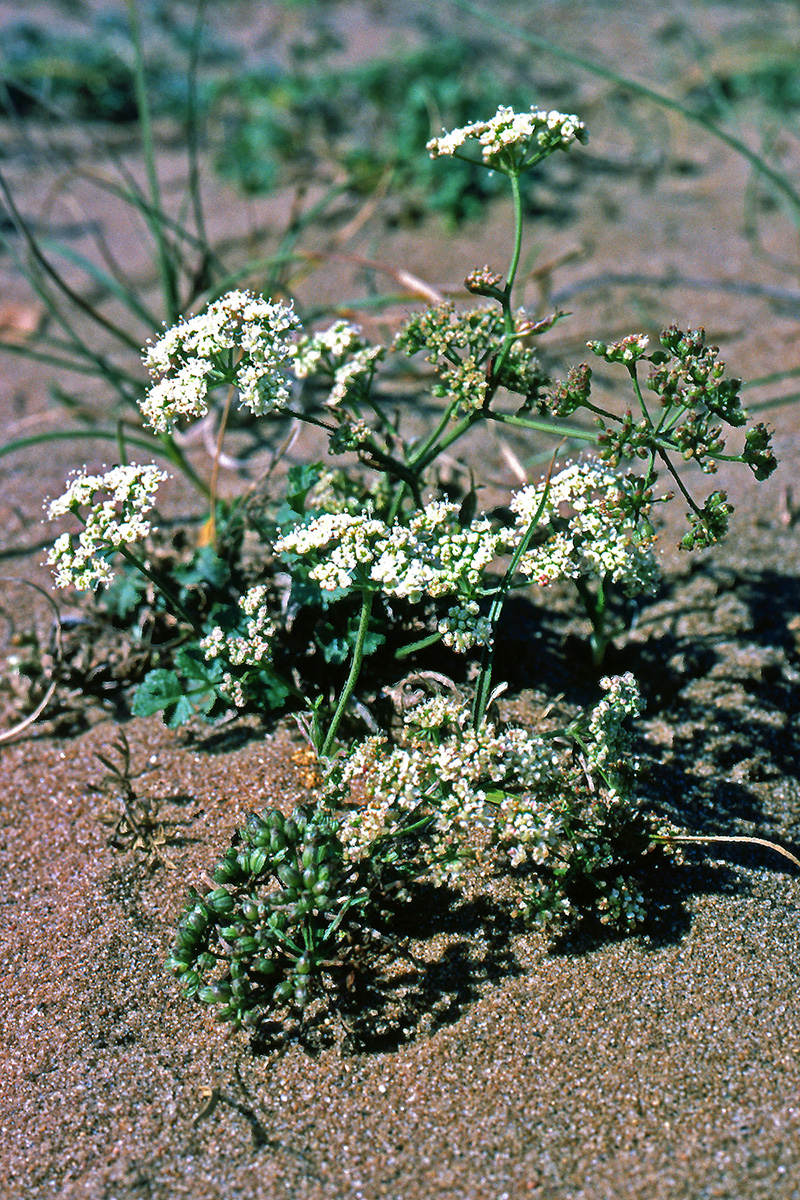 Apiaceae Pimpinella saxifraga