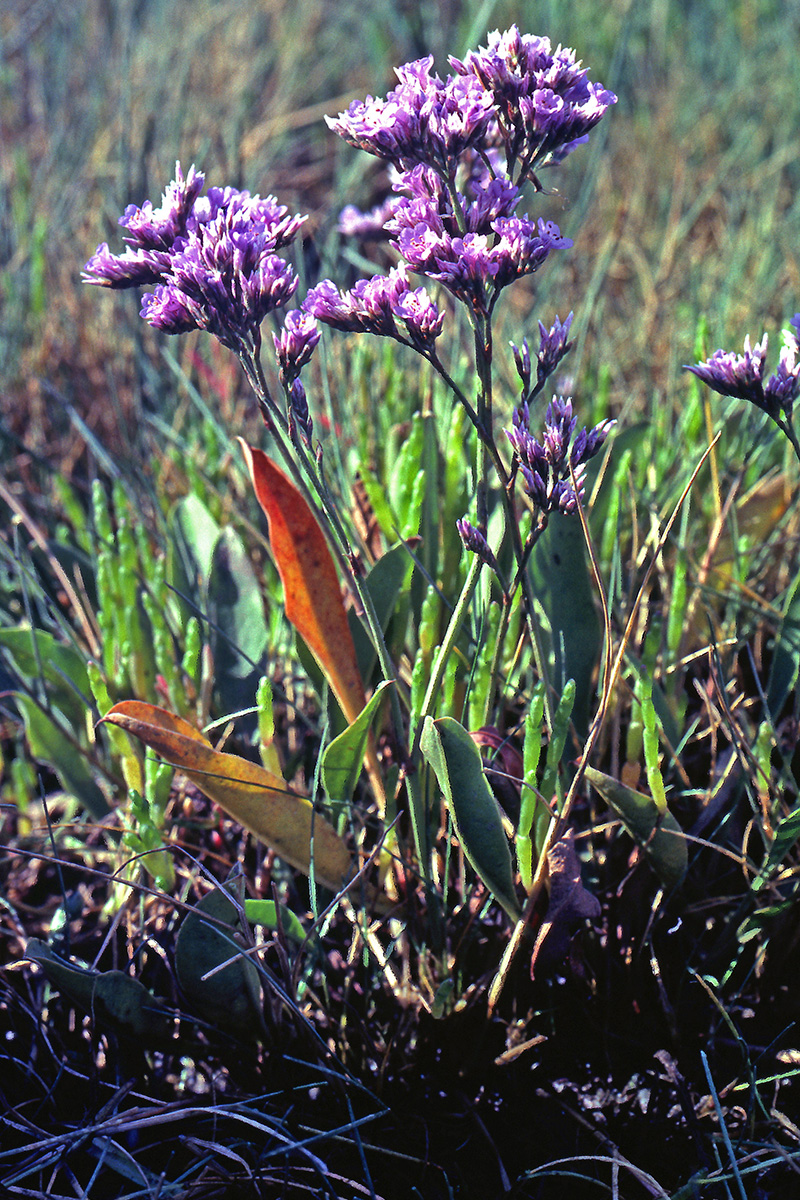Plumbaginaceae Limonium vulgare