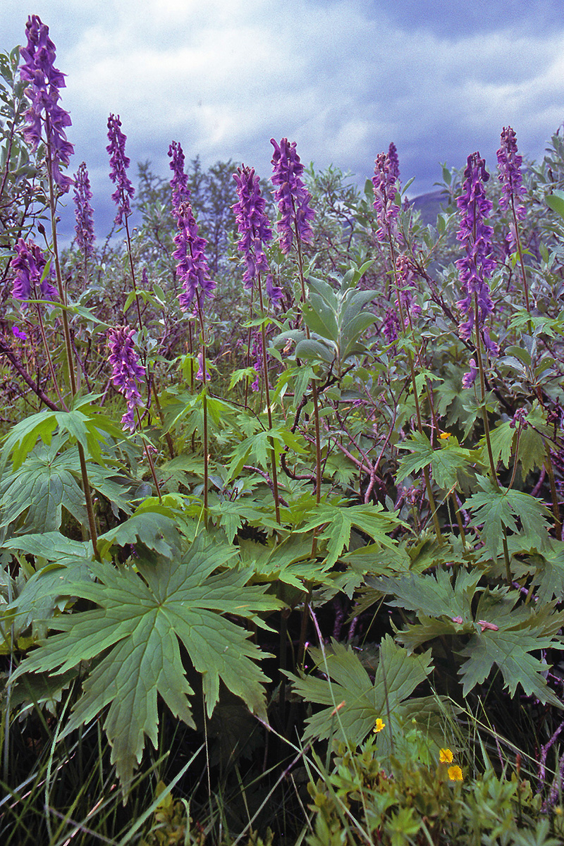 Ranunculaceae Aconitum septentrionale