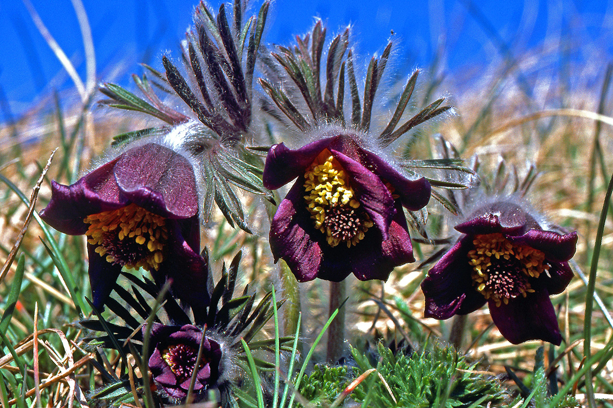 Ranunculaceae Anemone pratensis