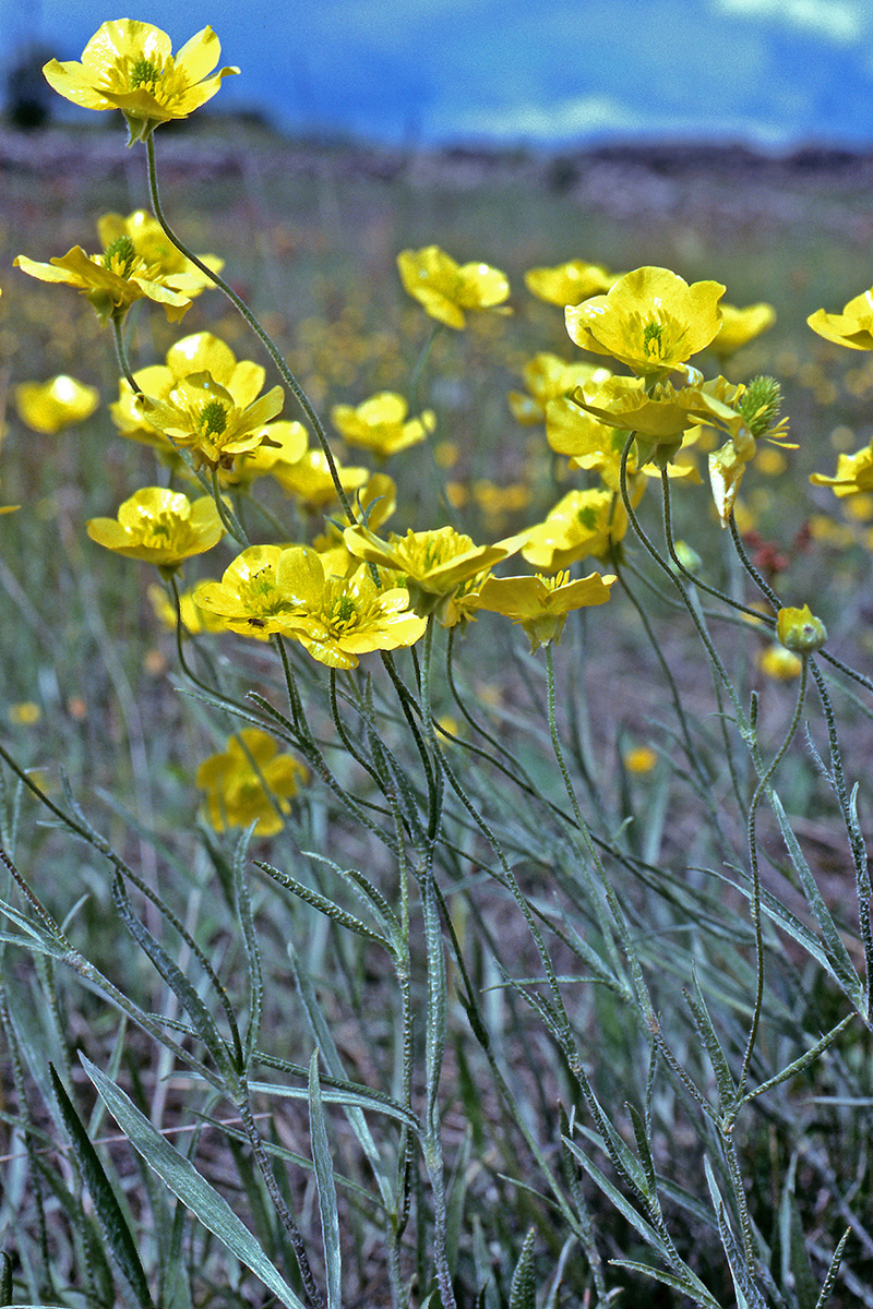 Ranunculaceae Ranunculus illyricus