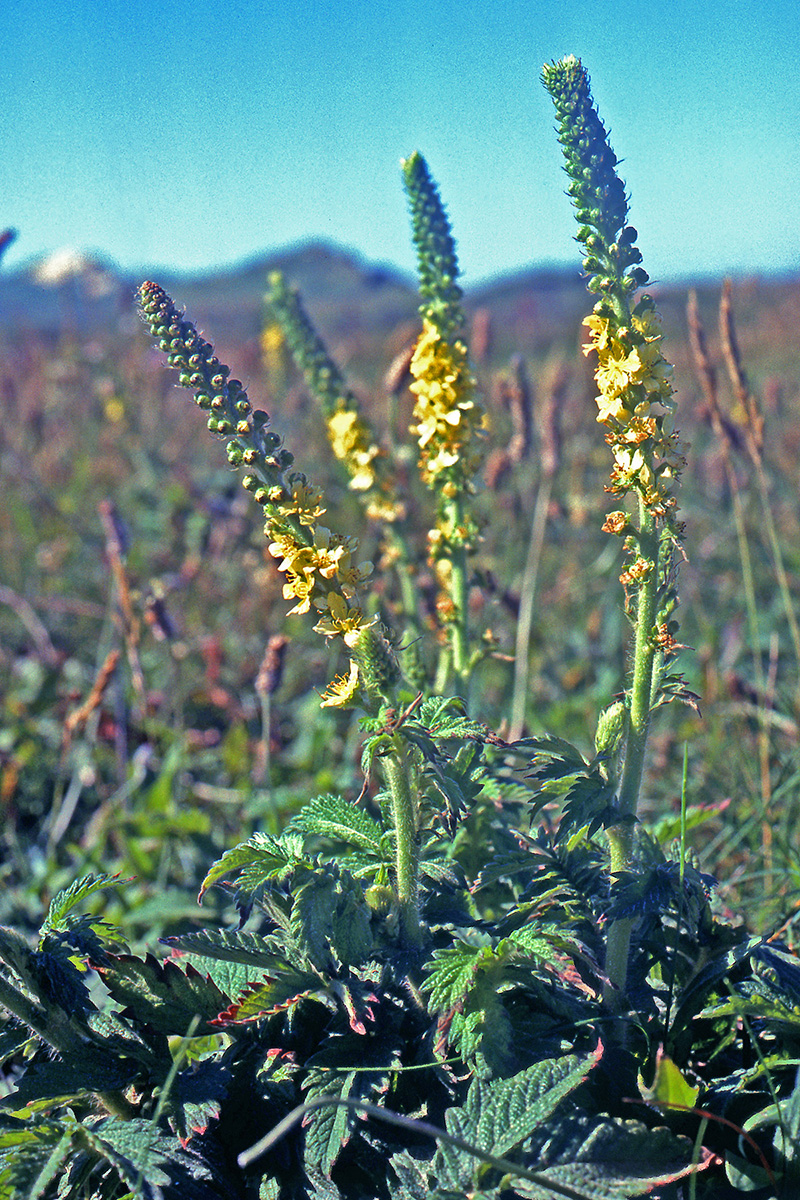 Rosaceae Agrimonia eupatoria