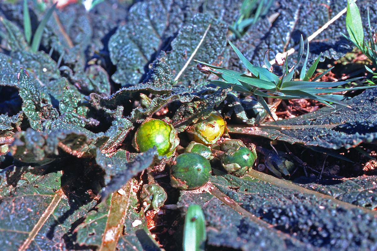 Solanaceae Mandragora officinarum