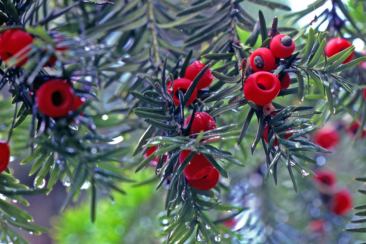 Taxaceae Taxus baccata