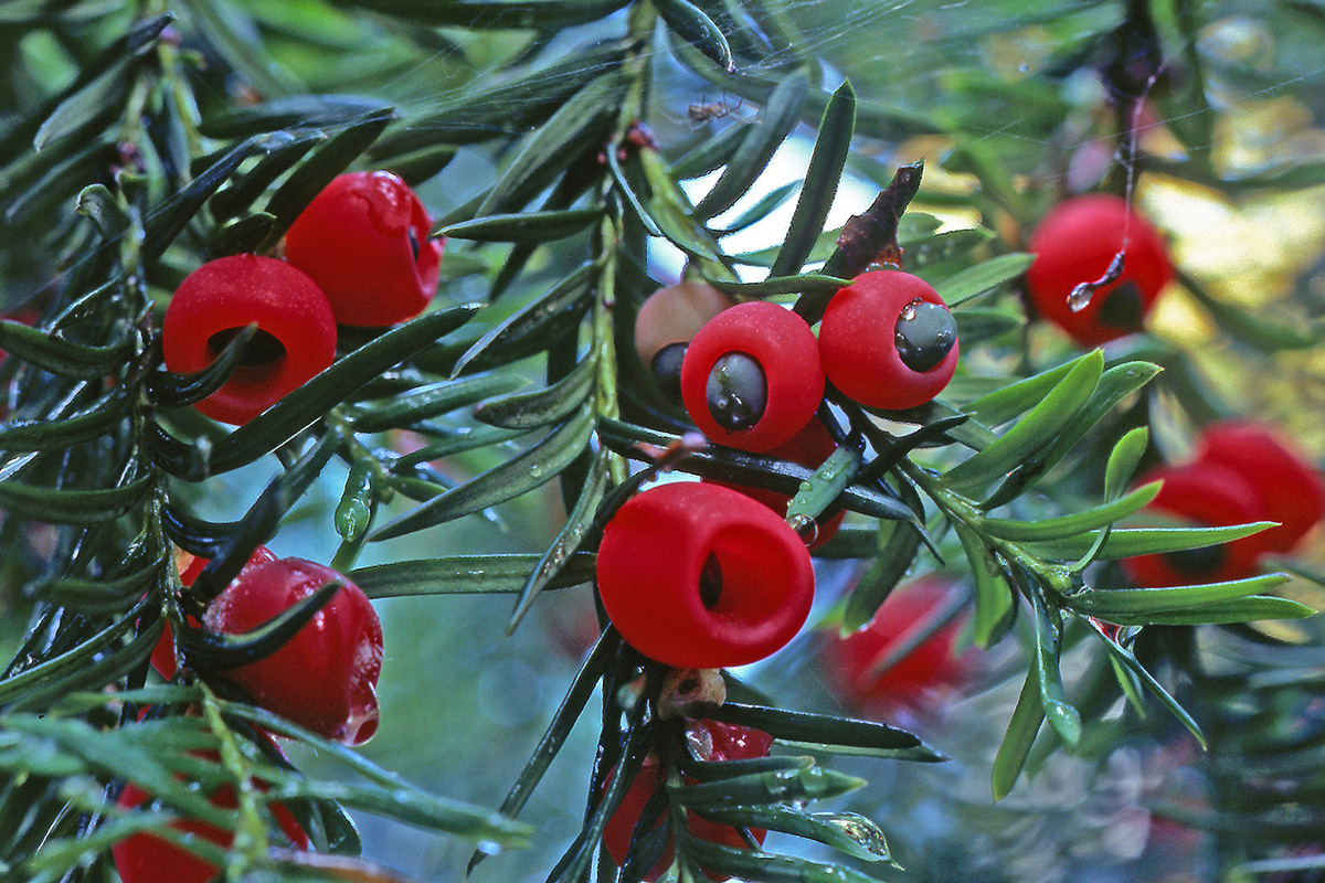 Taxaceae Taxus baccata