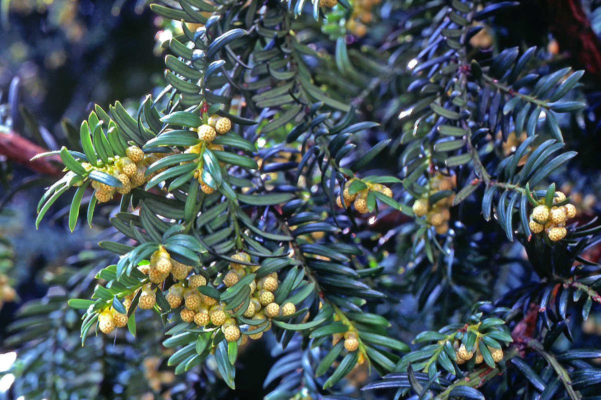 Taxaceae Taxus baccata