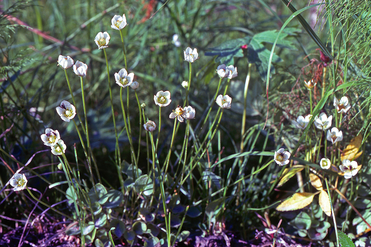 Celastraceae Parnassia palustris