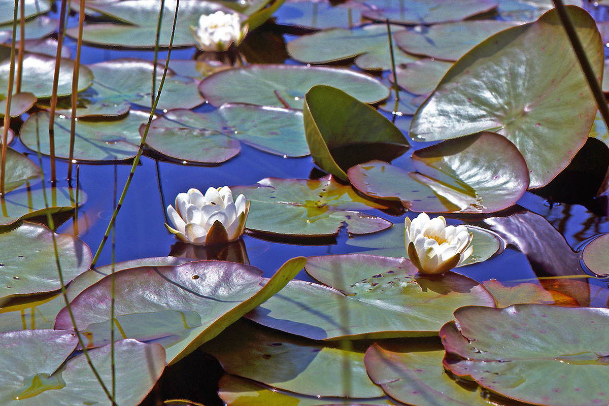 Nymphaeaceae Nymphaea alba