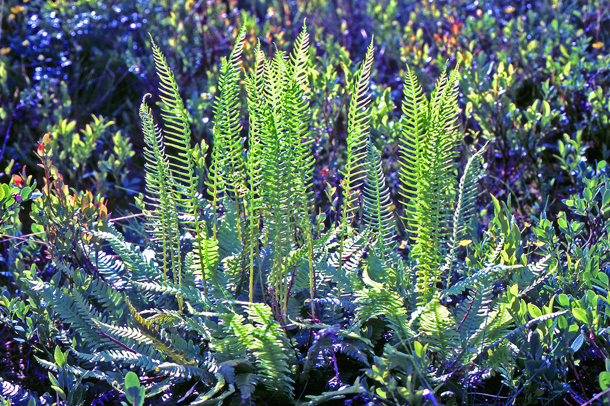 Blechnaceae Struthiopteris spicant