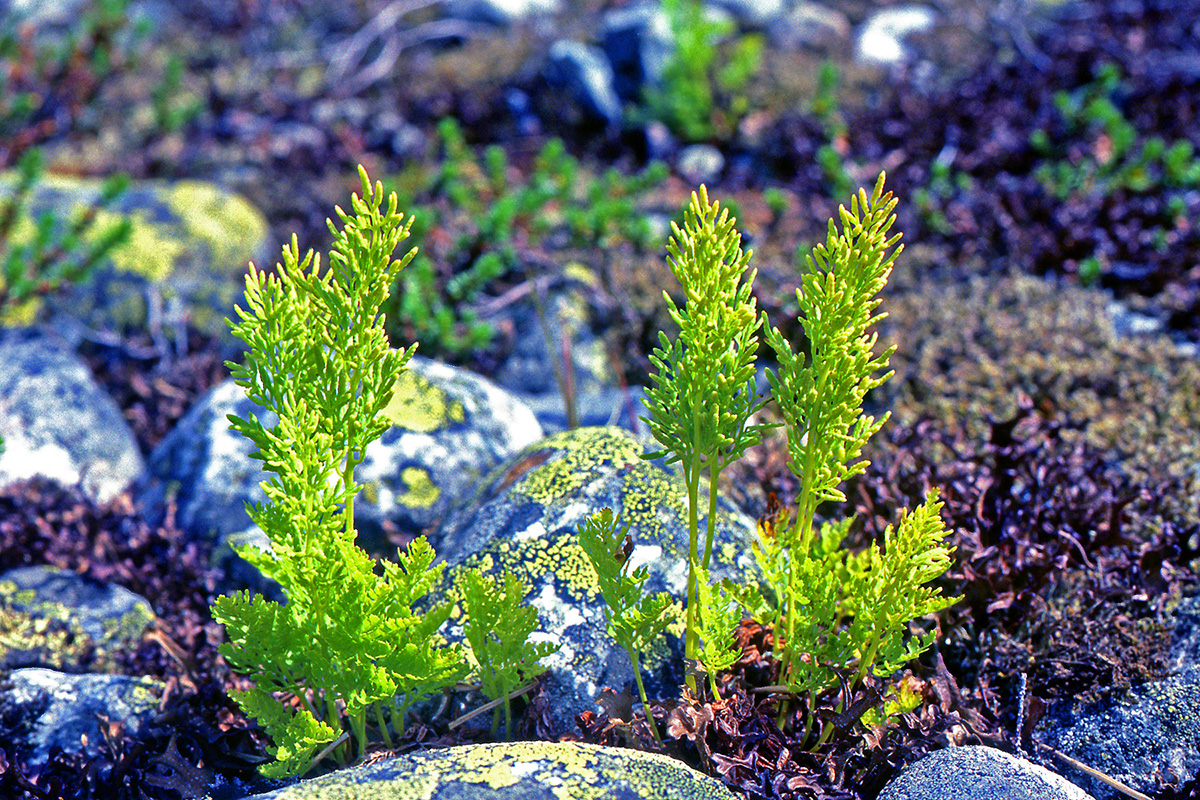 Pteridaceae Cryptogramma crispa