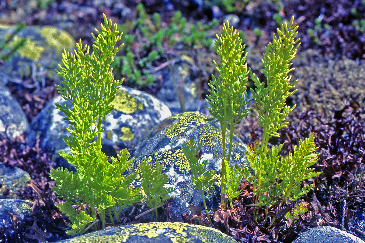 Pteridaceae Cryptogramma crispa