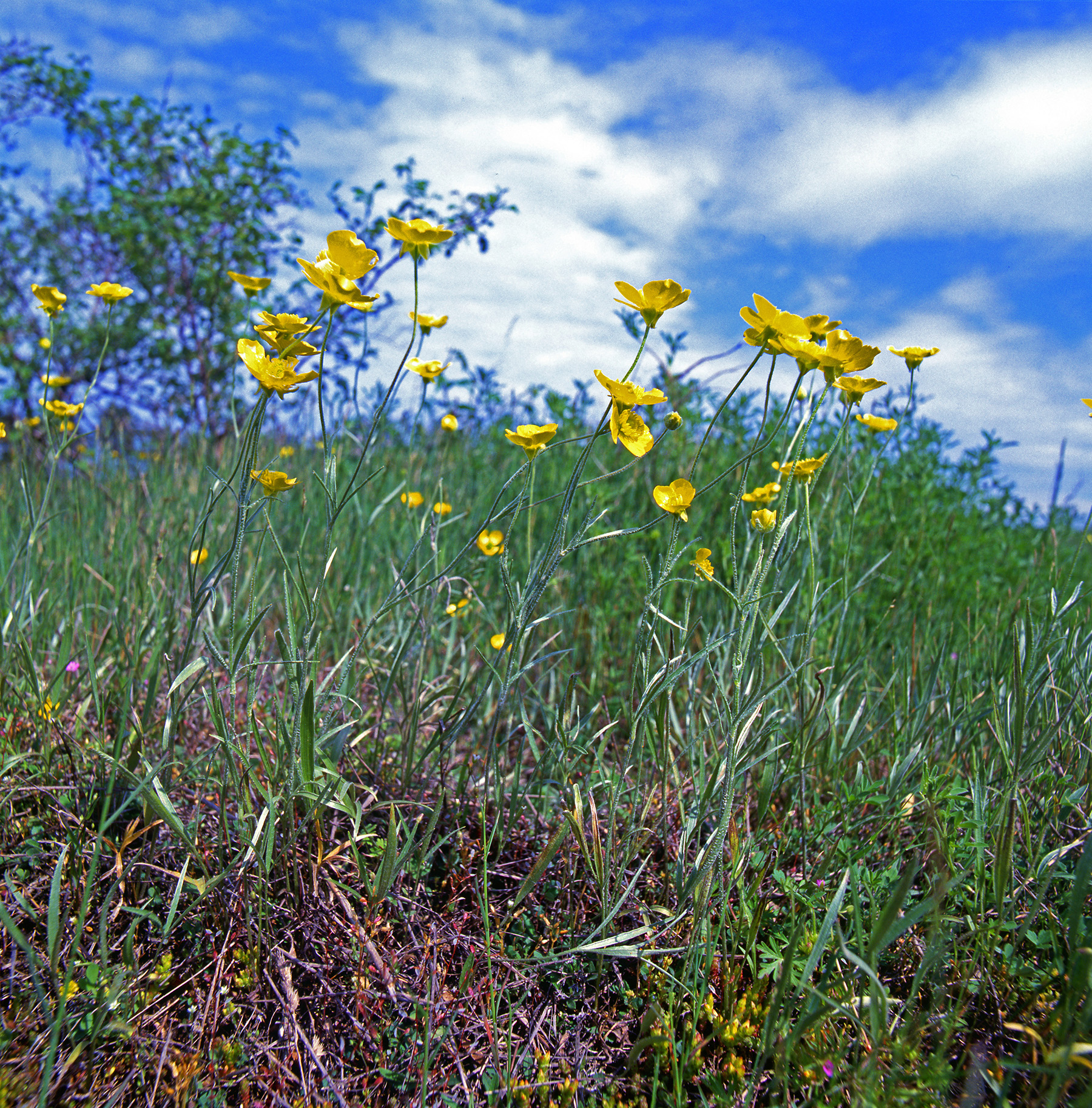 Ranunculaceae Ranunculus illyricus