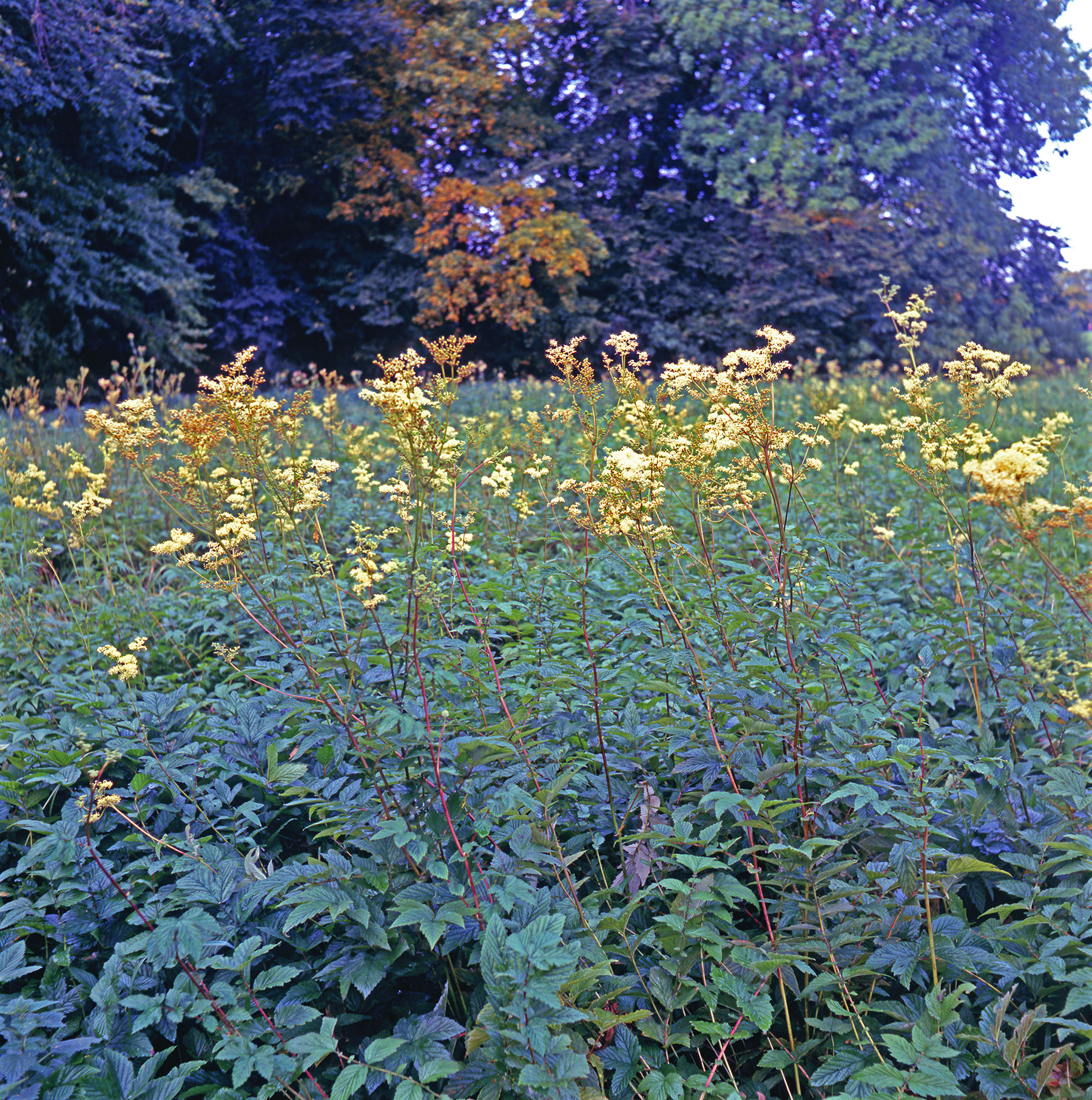 Rosaceae Filipendula ulmaria