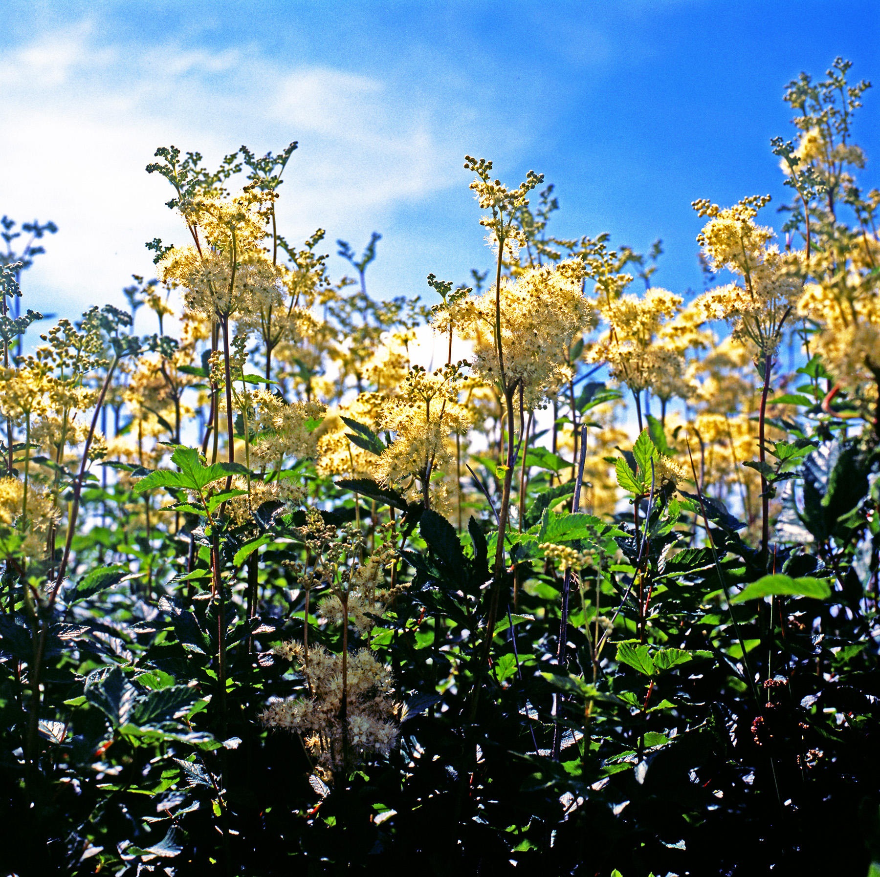 Rosaceae Filipendula ulmaria