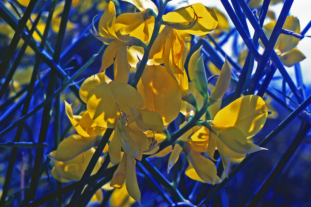 Fabaceae Spartium junceum