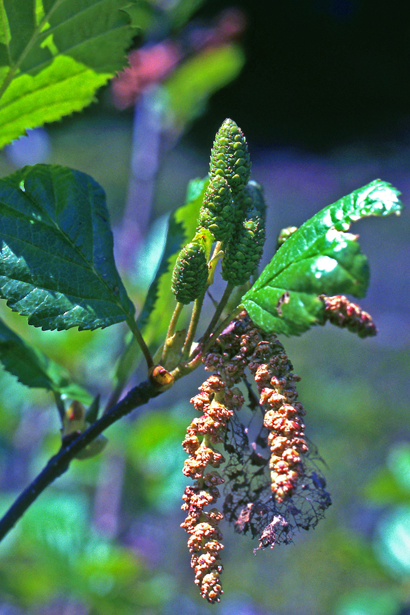 Betulaceae Alnus rhombifolia