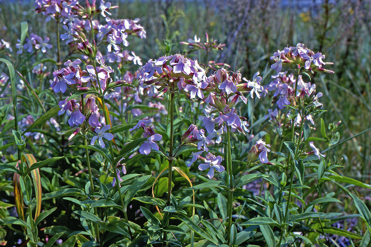 Caryophyllaceae Saponaria officinalis