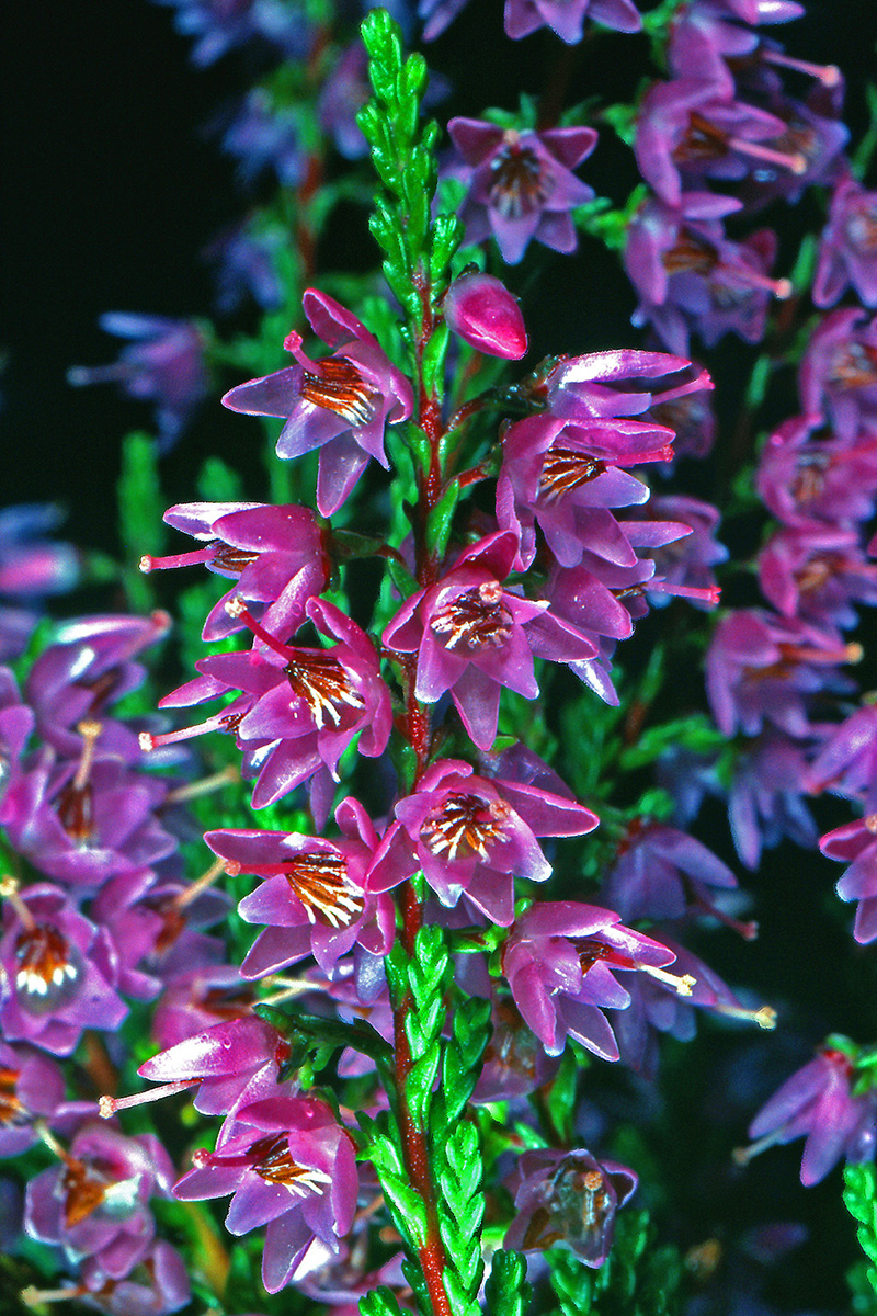 Ericaceae Calluna vulgaris