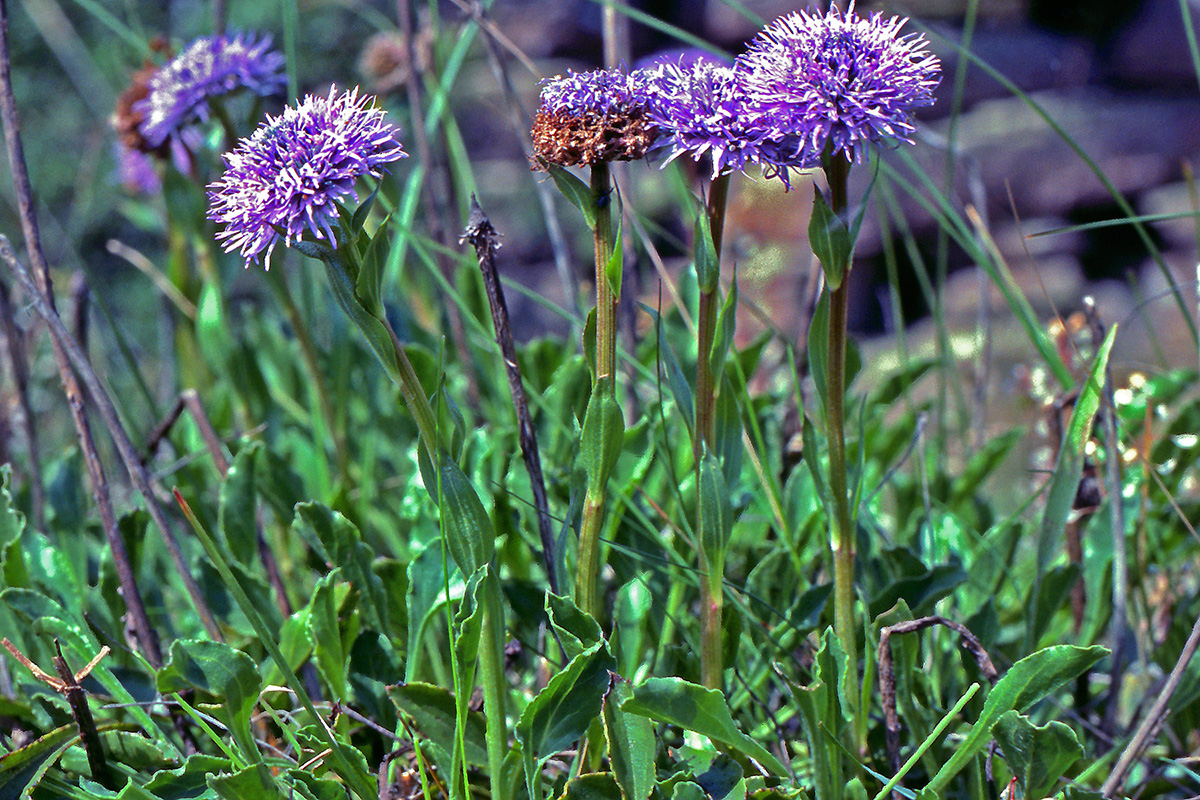 Plantaginaceae Globularia vulgaris