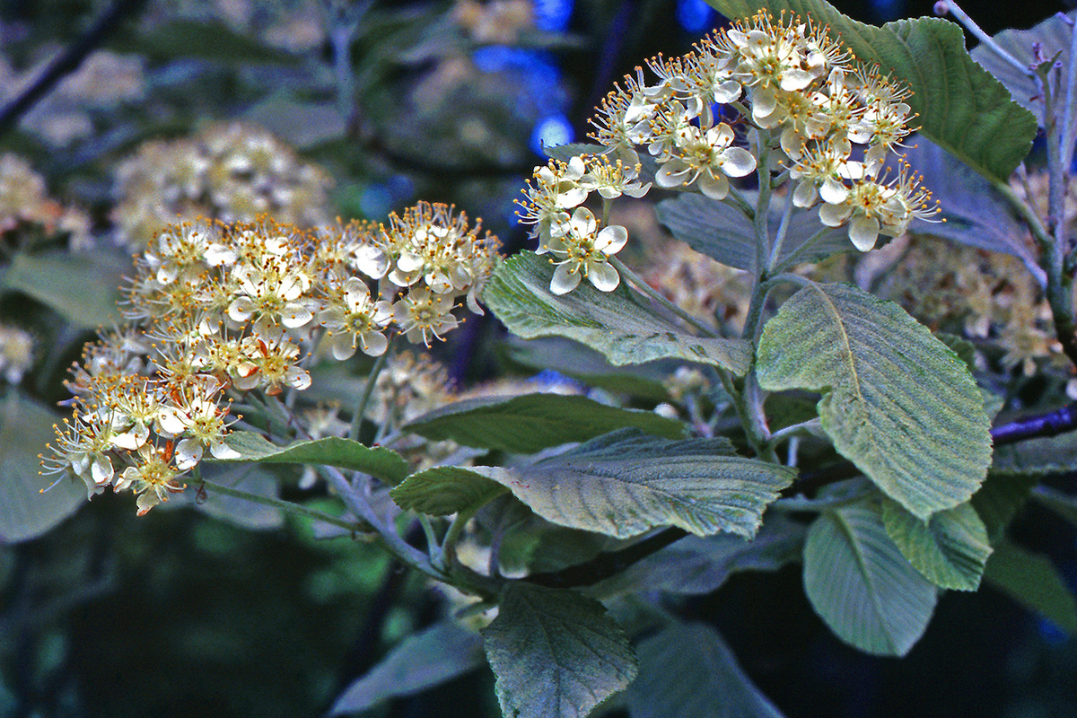 Rosaceae Sorbus aria