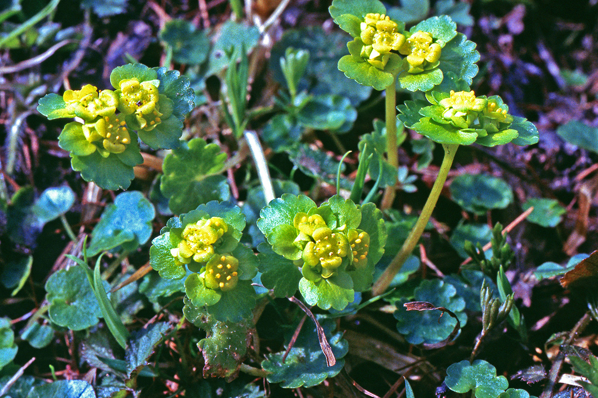 Saxifragaceae Chrysosplenium alternifolium