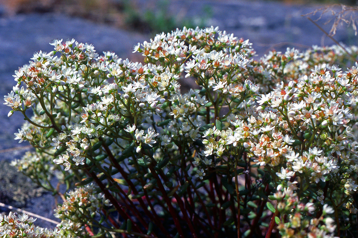 Crassulaceae Sedum album