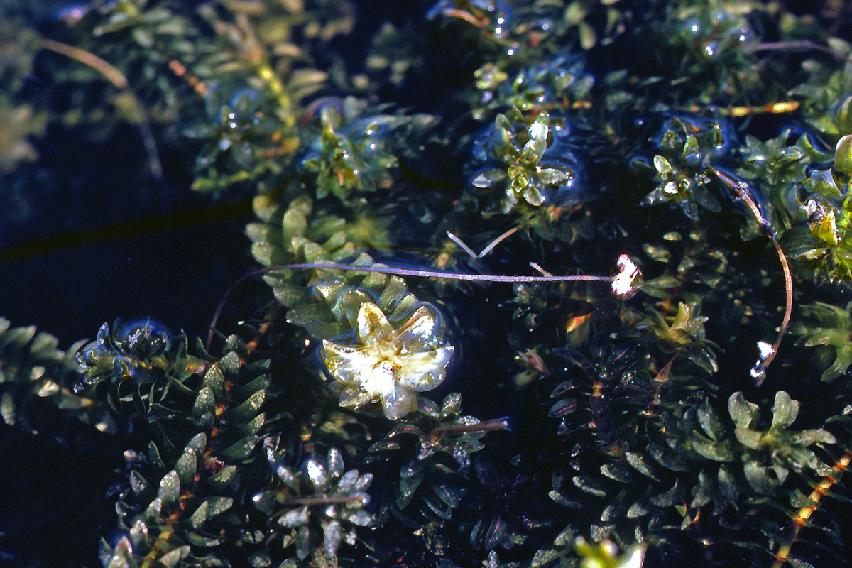 Hydrocharitaceae Elodea canadensis